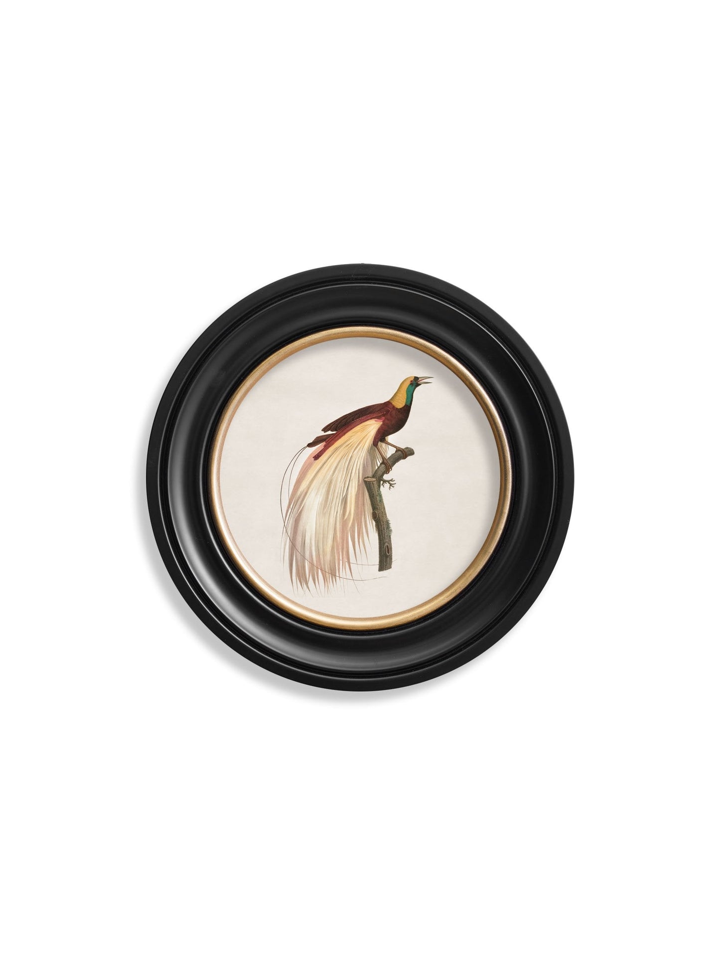 c.1809 Birds of Paradise – Round Frames styled view – Leya Buster Interiors