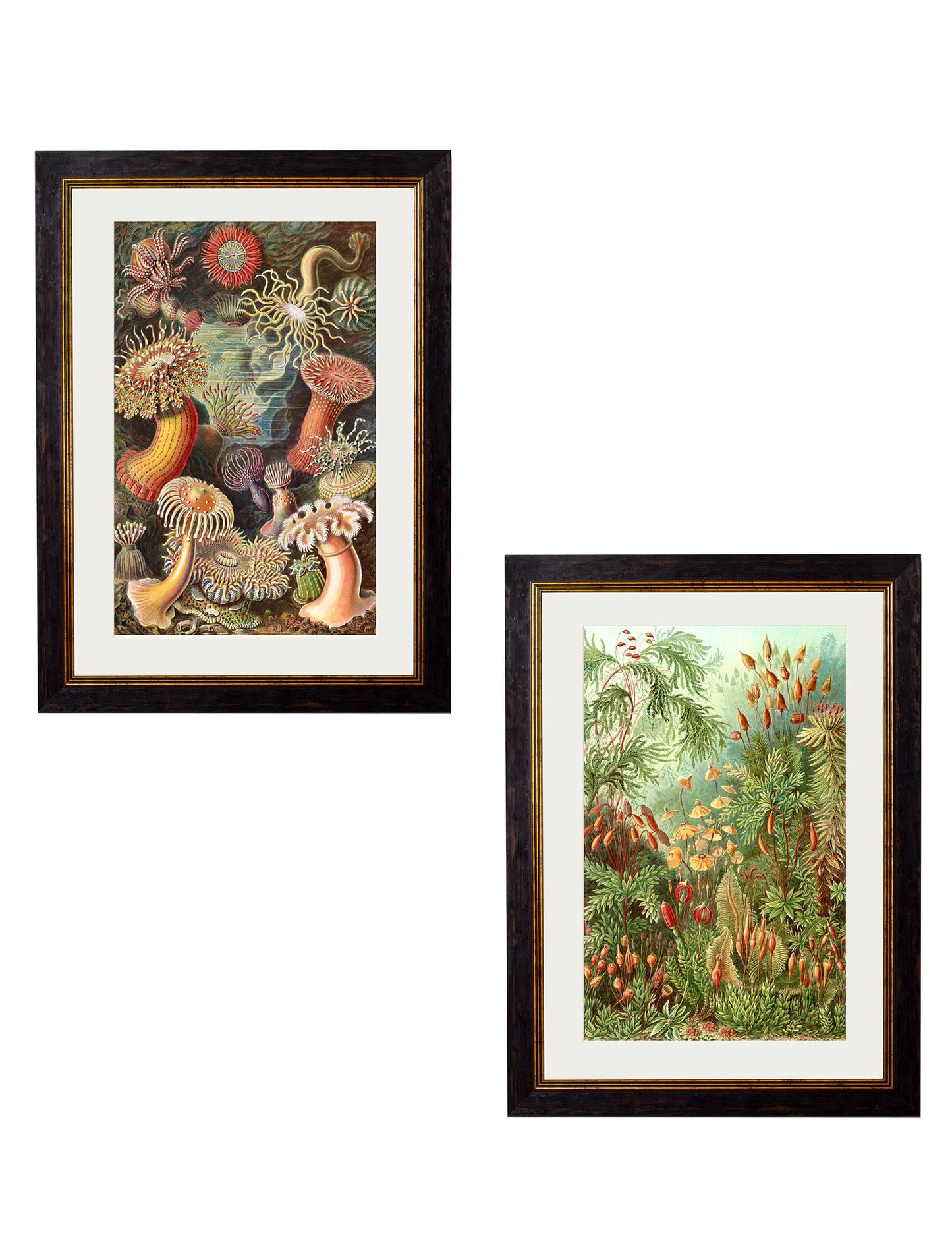c.1904 Haeckel Flora detail – Leya Buster Interiors