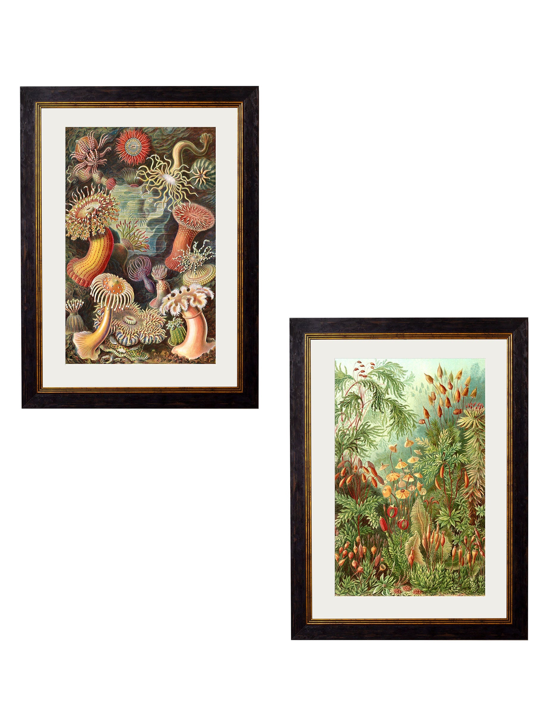 c.1904 Haeckel Flora detail – Leya Buster Interiors