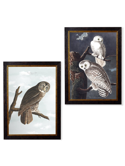 c.1838 Audubon's Owls detail – Leya Buster Interiors