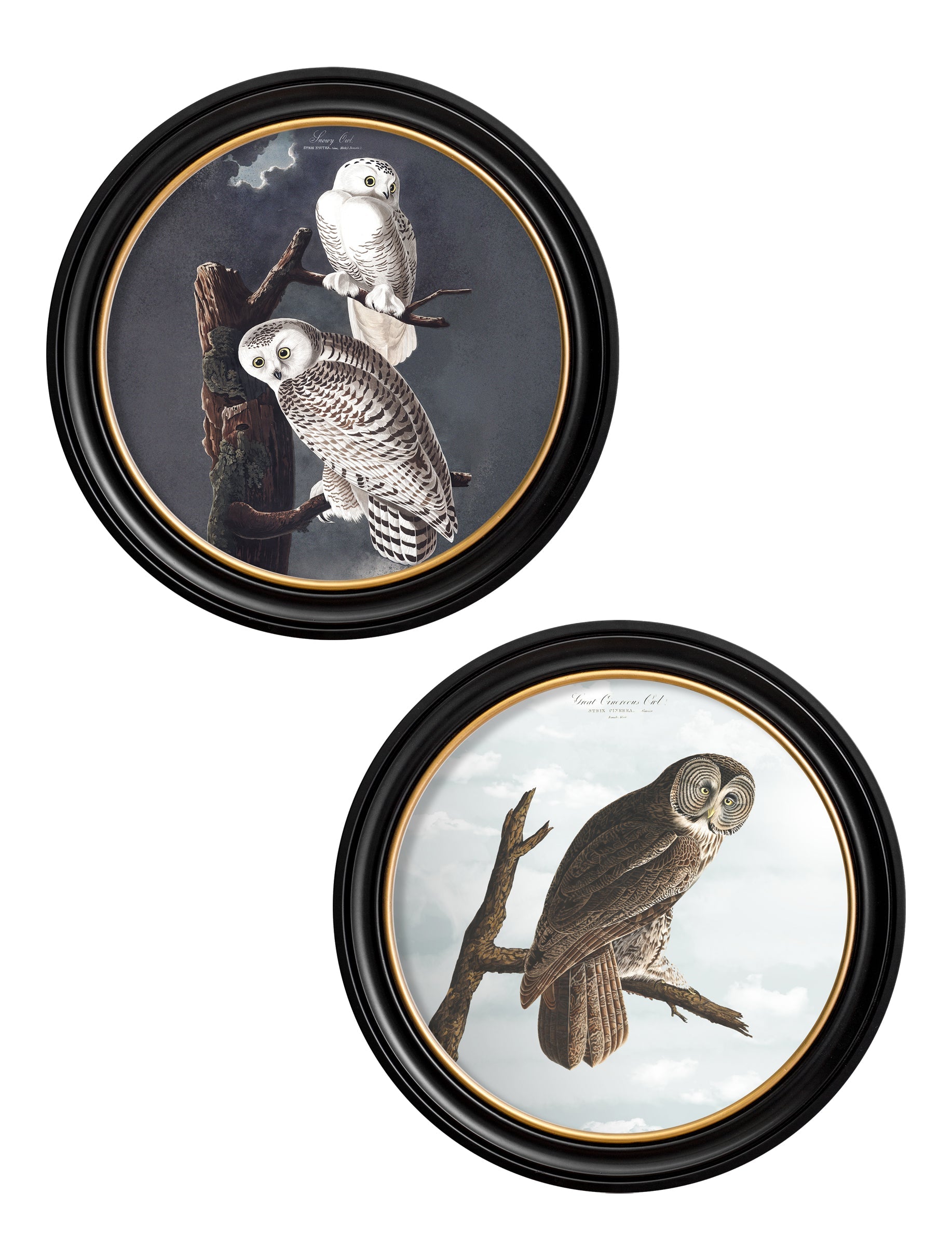 c.1838 Audubon's Owls – Round Frame detail – Leya Buster Interiors