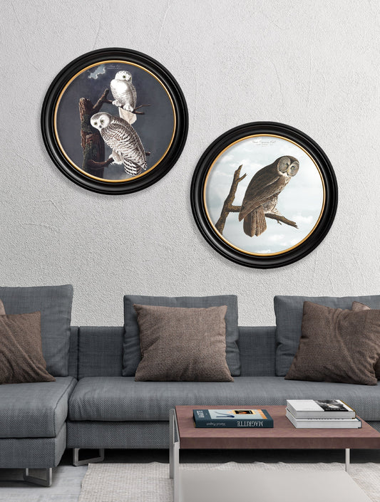 c.1838 Audubon's Owls – Round Frame – framed wall art at Leya Buster Interiors