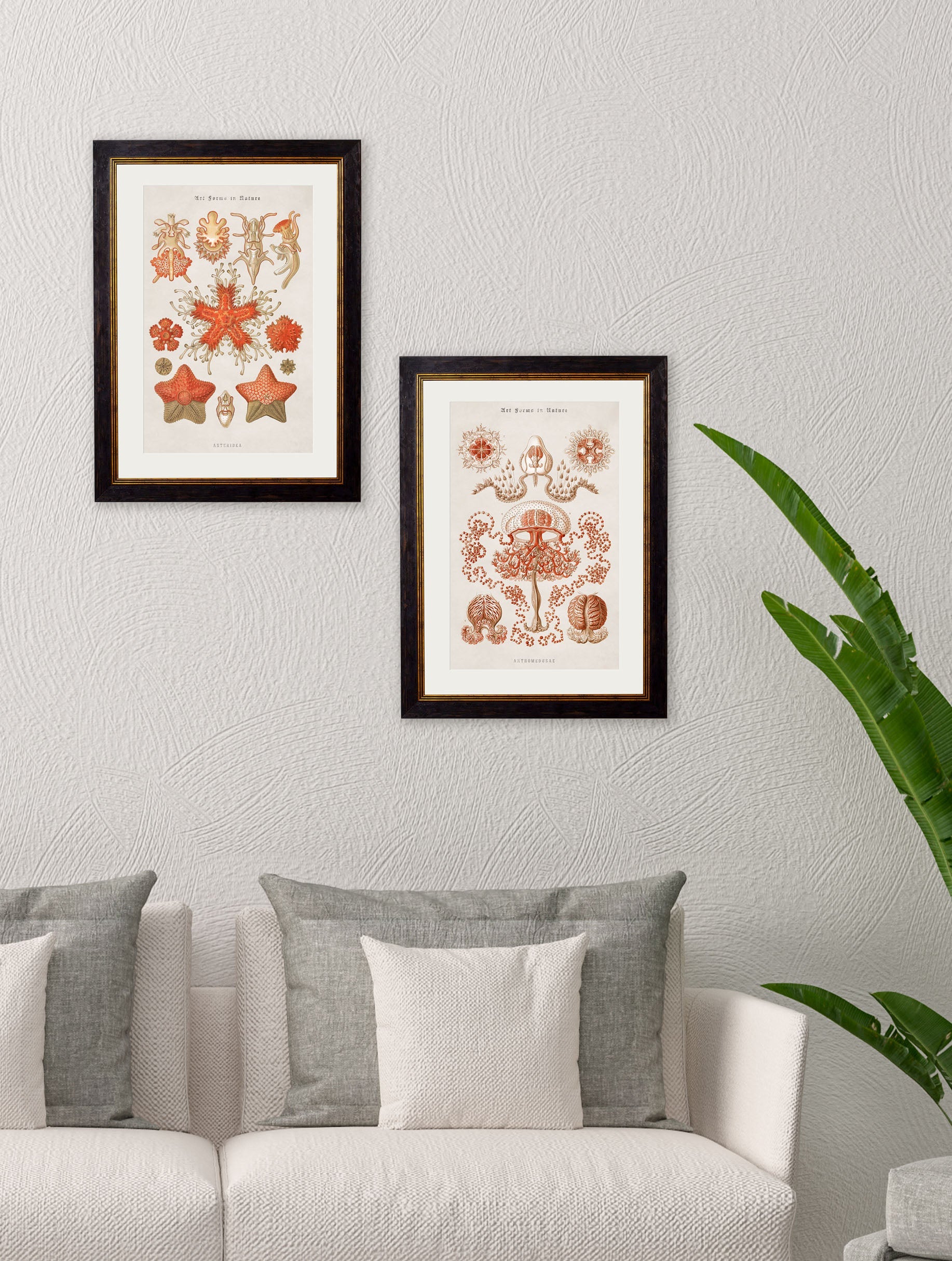 c.1904 Haeckel Marine Animals – framed wall art at Leya Buster Interiors