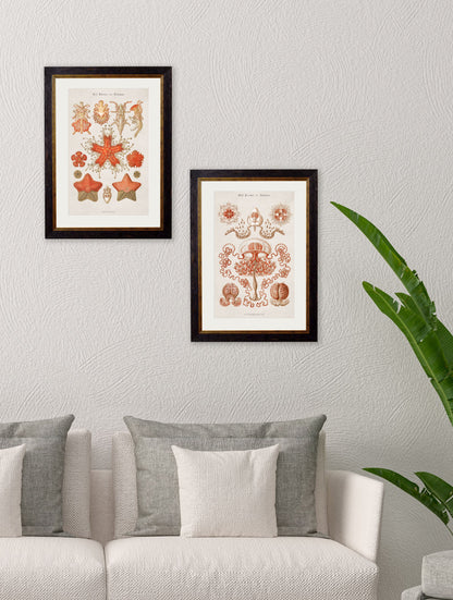 c.1904 Haeckel Marine Animals – framed wall art at Leya Buster Interiors
