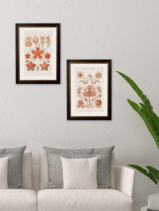 c.1904 Haeckel Marine Animals – framed wall art at Leya Buster Interiors