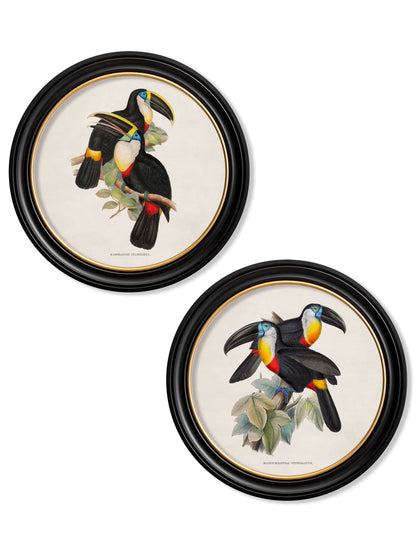 c.1848 Toucans – Round Frames detail – Leya Buster Interiors