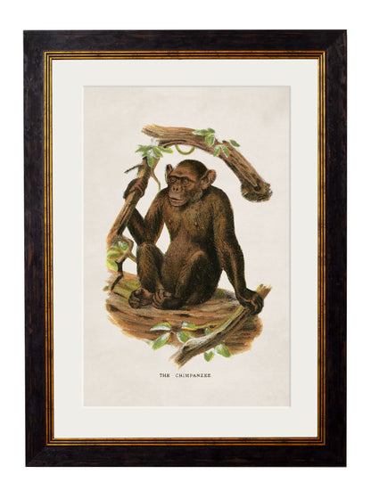 c.1910 Collection of Primates styled view – Leya Buster Interiors