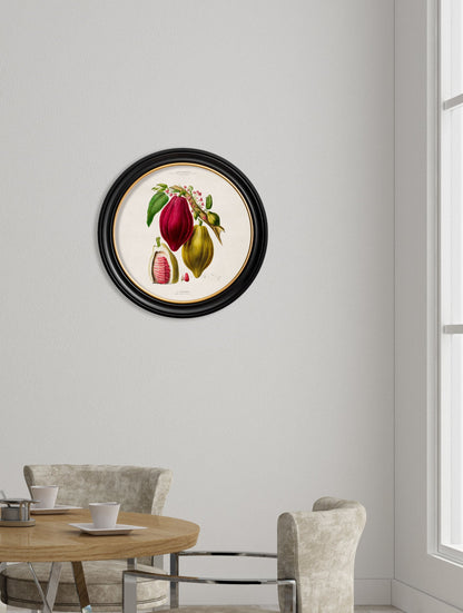 c.1843 Chocolate Plant – Round Frame – framed wall art at Leya Buster Interiors