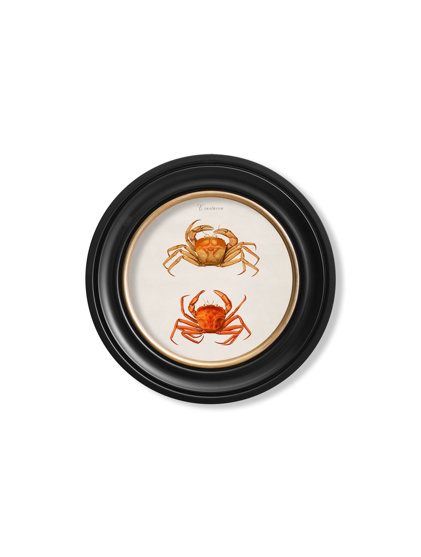 c.1876 Marine Animals in Round Frames styled view – Leya Buster Interiors