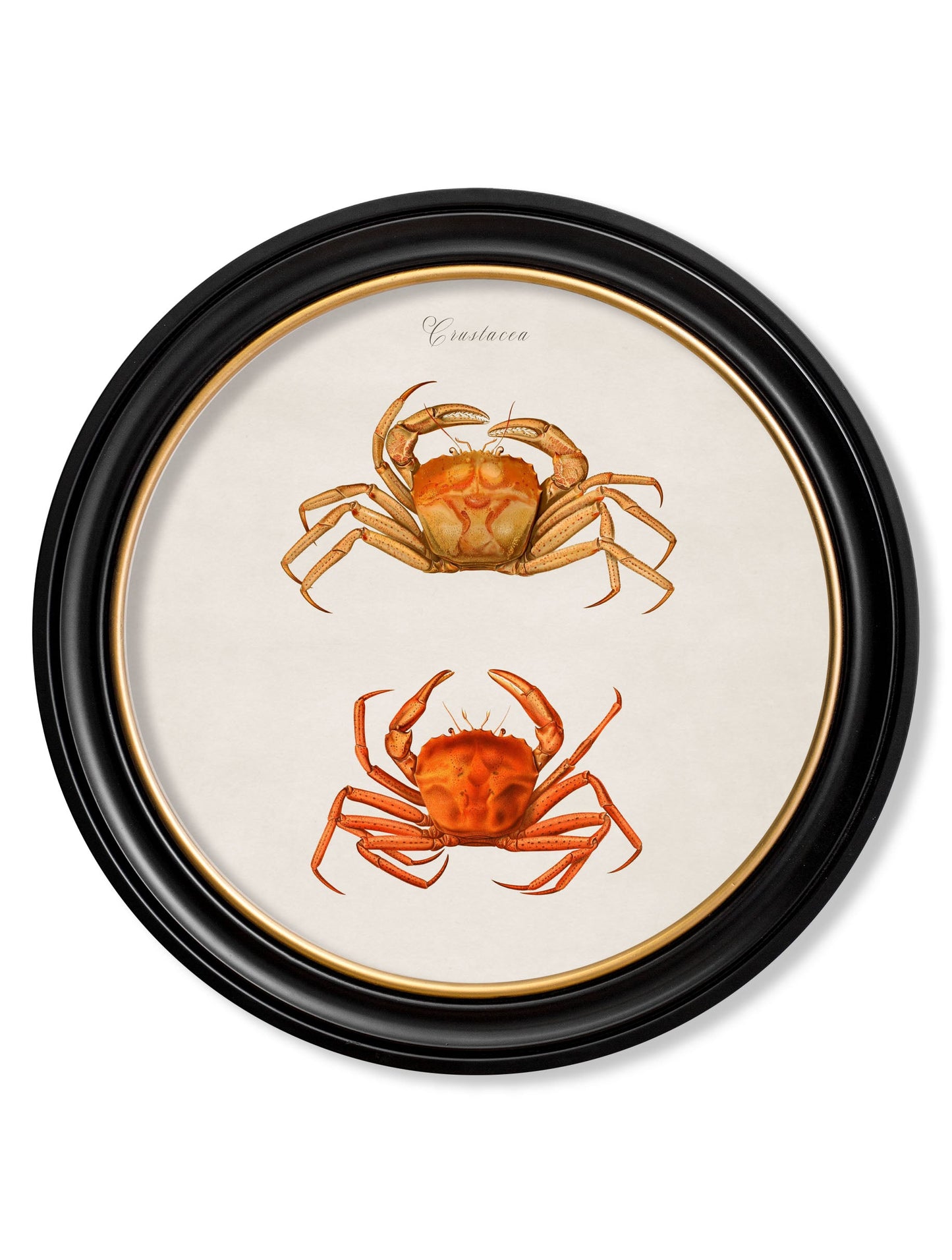 c.1876 Marine Animals in Round Frames styled view – Leya Buster Interiors