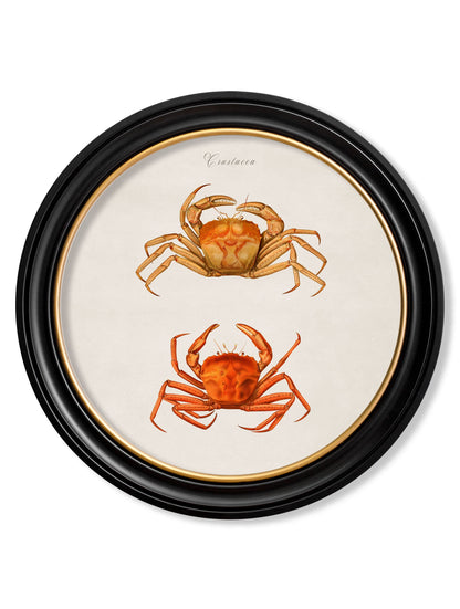 c.1876 Marine Animals in Round Frames styled view – Leya Buster Interiors
