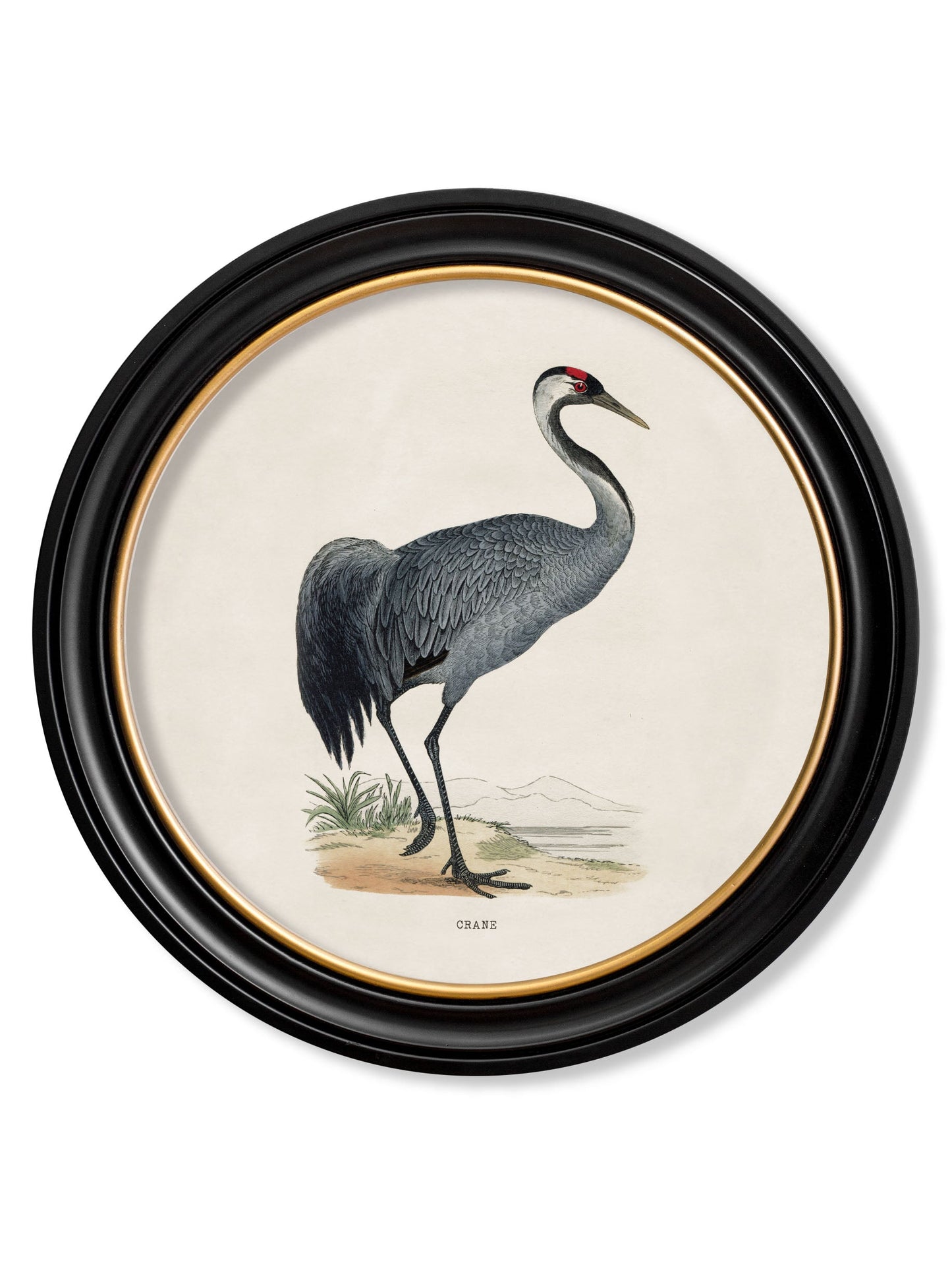 c.1870 Wading Birds in Round Frames styled view – Leya Buster Interiors