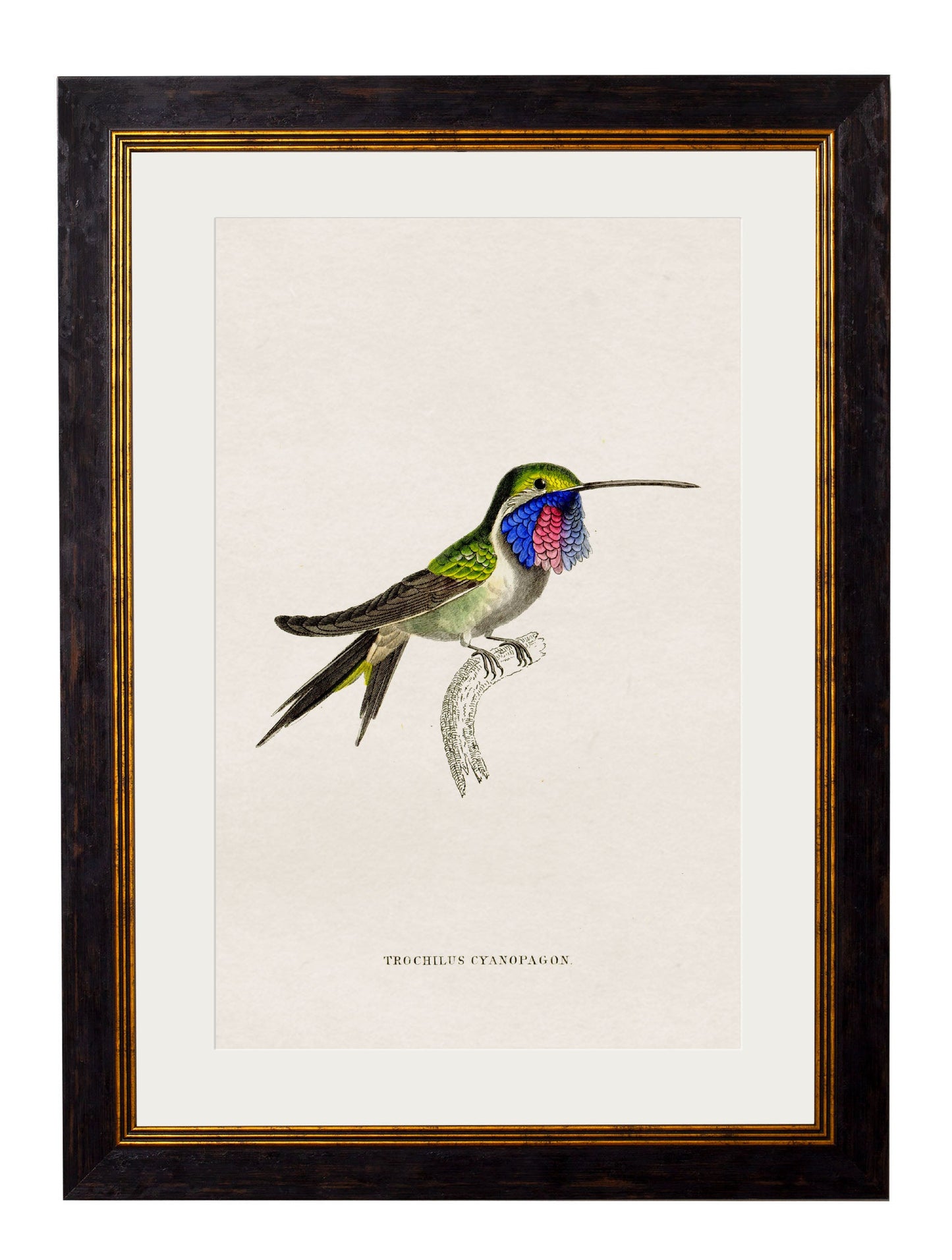 c.1833 Hummingbirds styled view – Leya Buster Interiors
