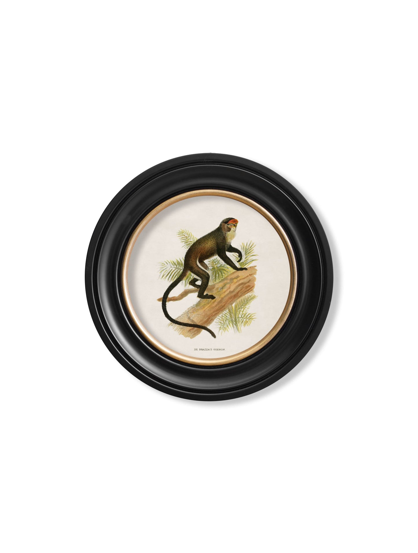c.1910 Collection of Primates in Round Frames styled view – Leya Buster Interiors
