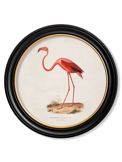 Pink Flamingo Round Framed Picture detail – Leya Buster Interiors