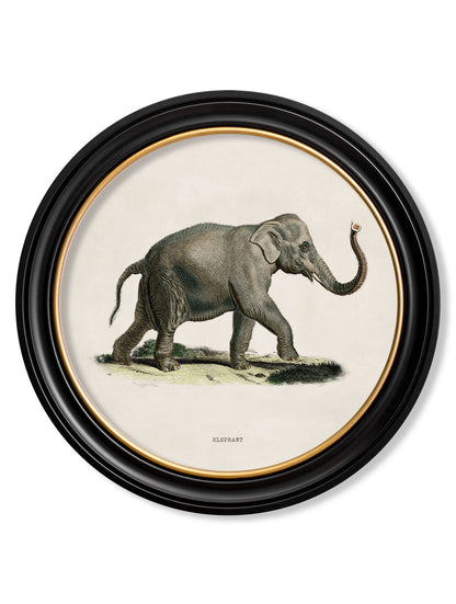c.1846 Elephants in Round Frame styled view – Leya Buster Interiors