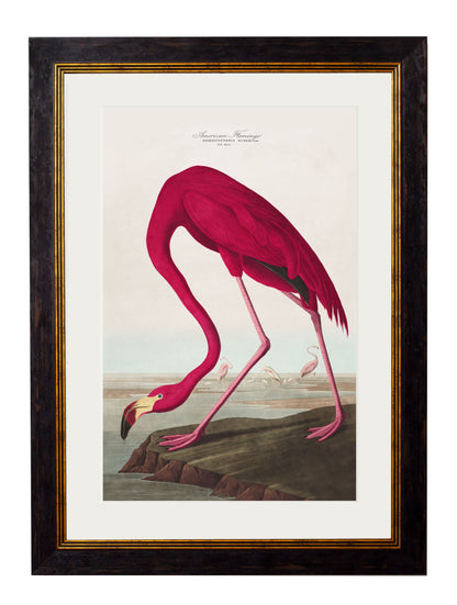 c.1838 Audubon's Birds of America styled view – Leya Buster Interiors