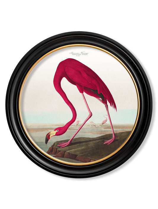 c.1838 Audubon's Birds of America in Round Frames – framed wall art at Leya Buster Interiors