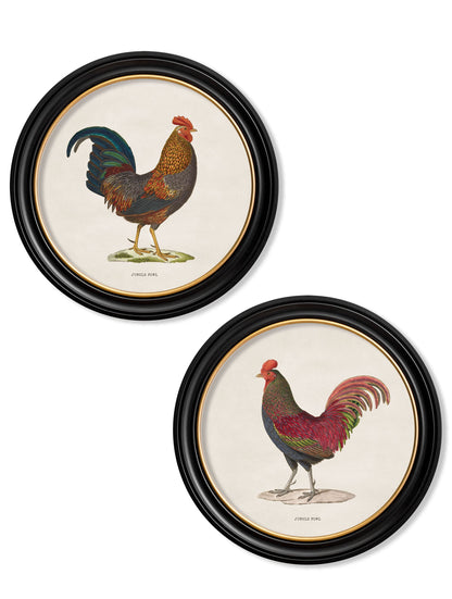 c.1838 Junglefowl in Round Frames detail – Leya Buster Interiors