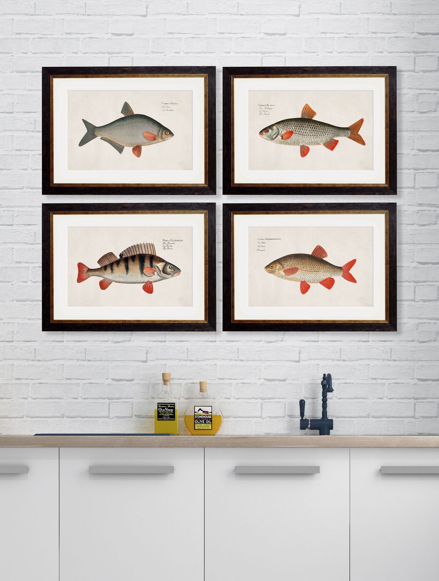 c.1785 Fresh Water Fish – framed wall art at Leya Buster Interiors