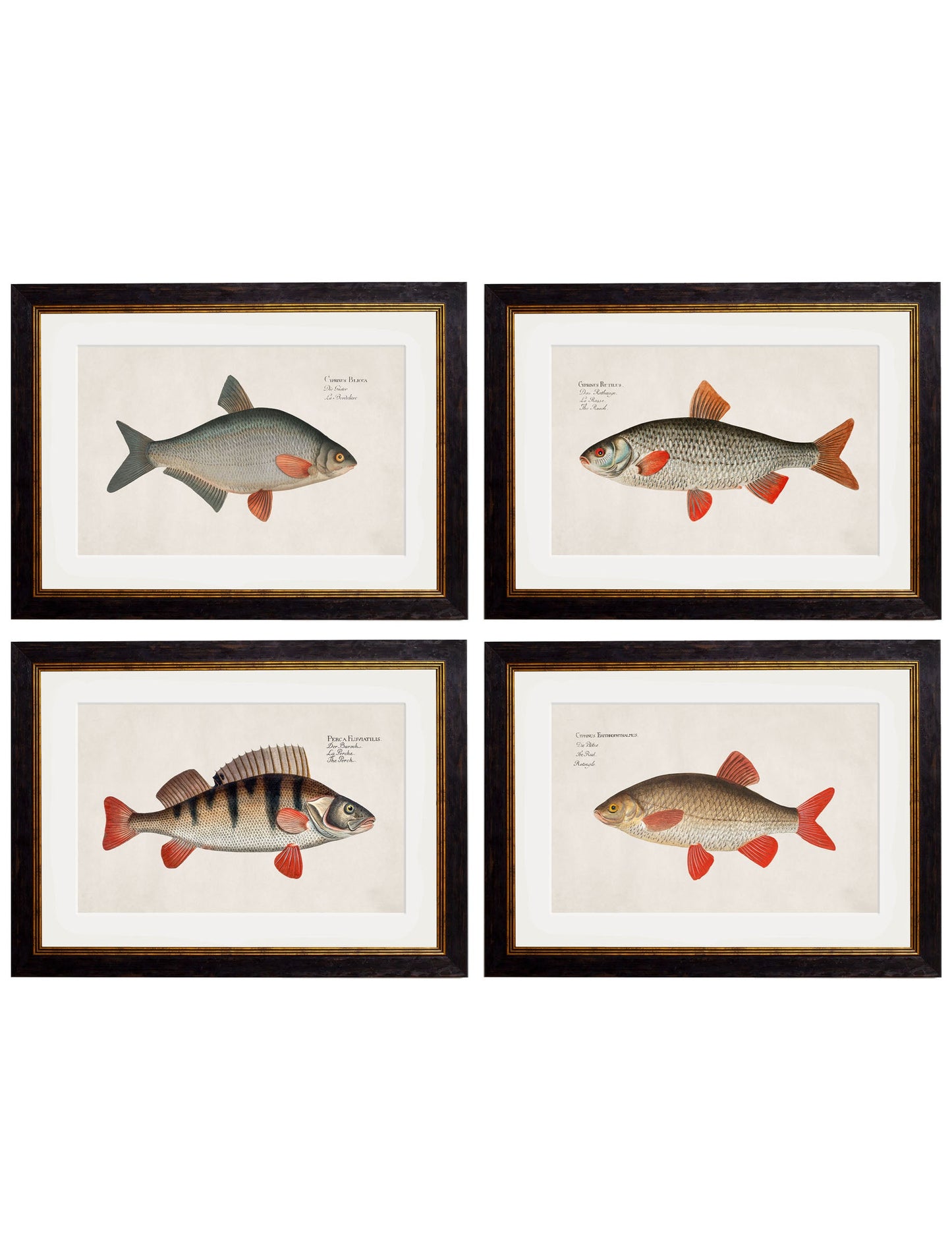 c.1785 Fresh Water Fish detail – Leya Buster Interiors