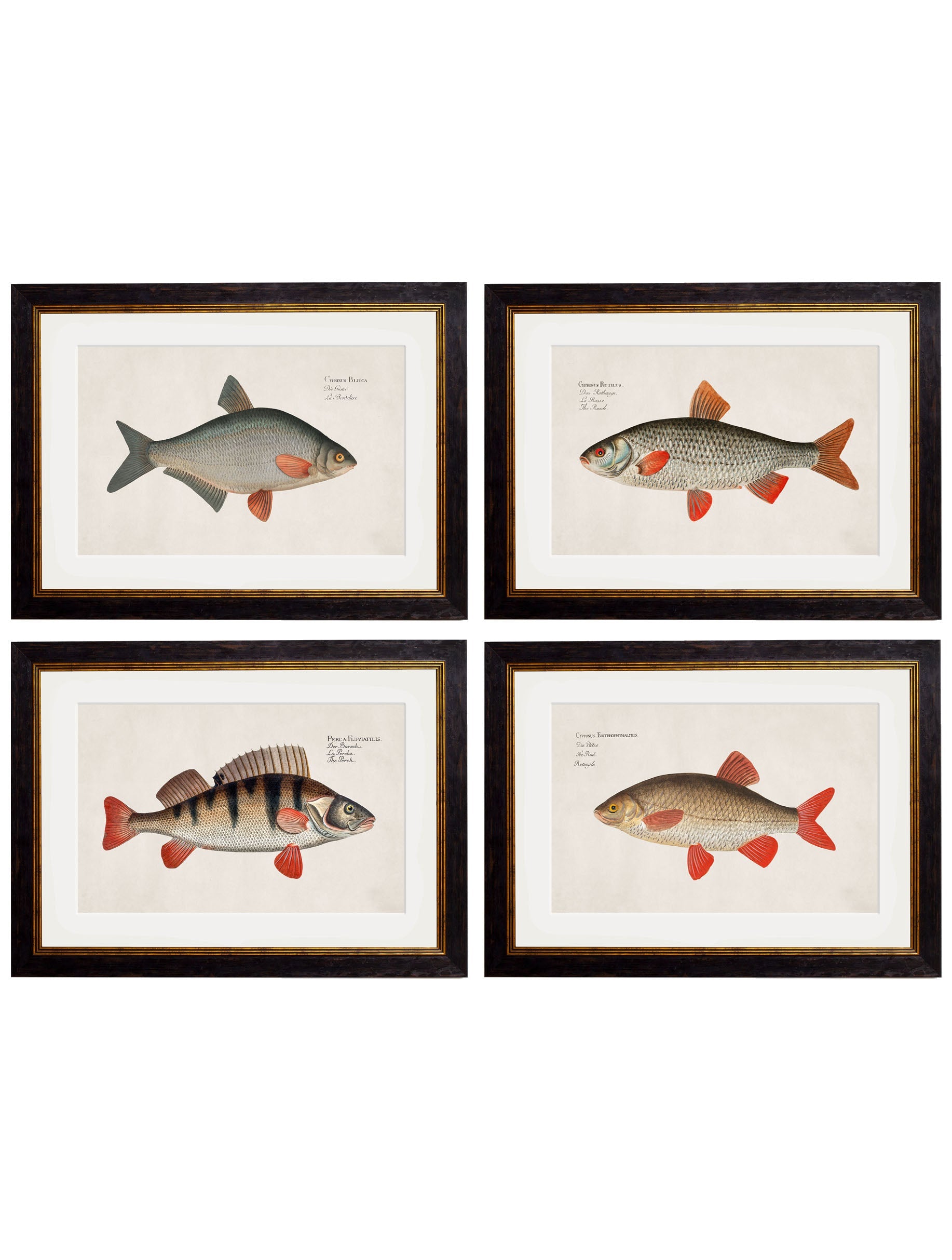 c.1785 Fresh Water Fish detail – Leya Buster Interiors