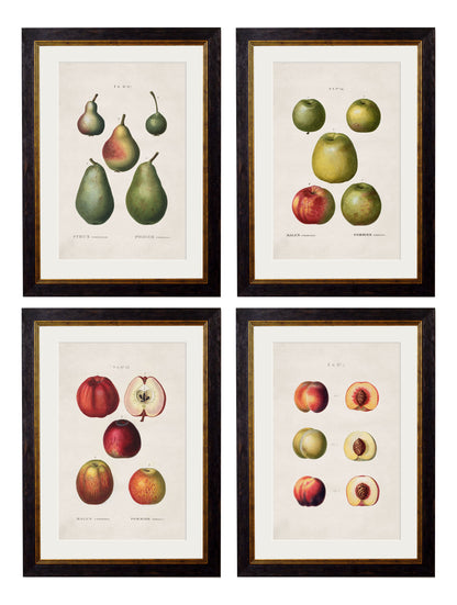 c.1819 Study of British Fruit detail – Leya Buster Interiors