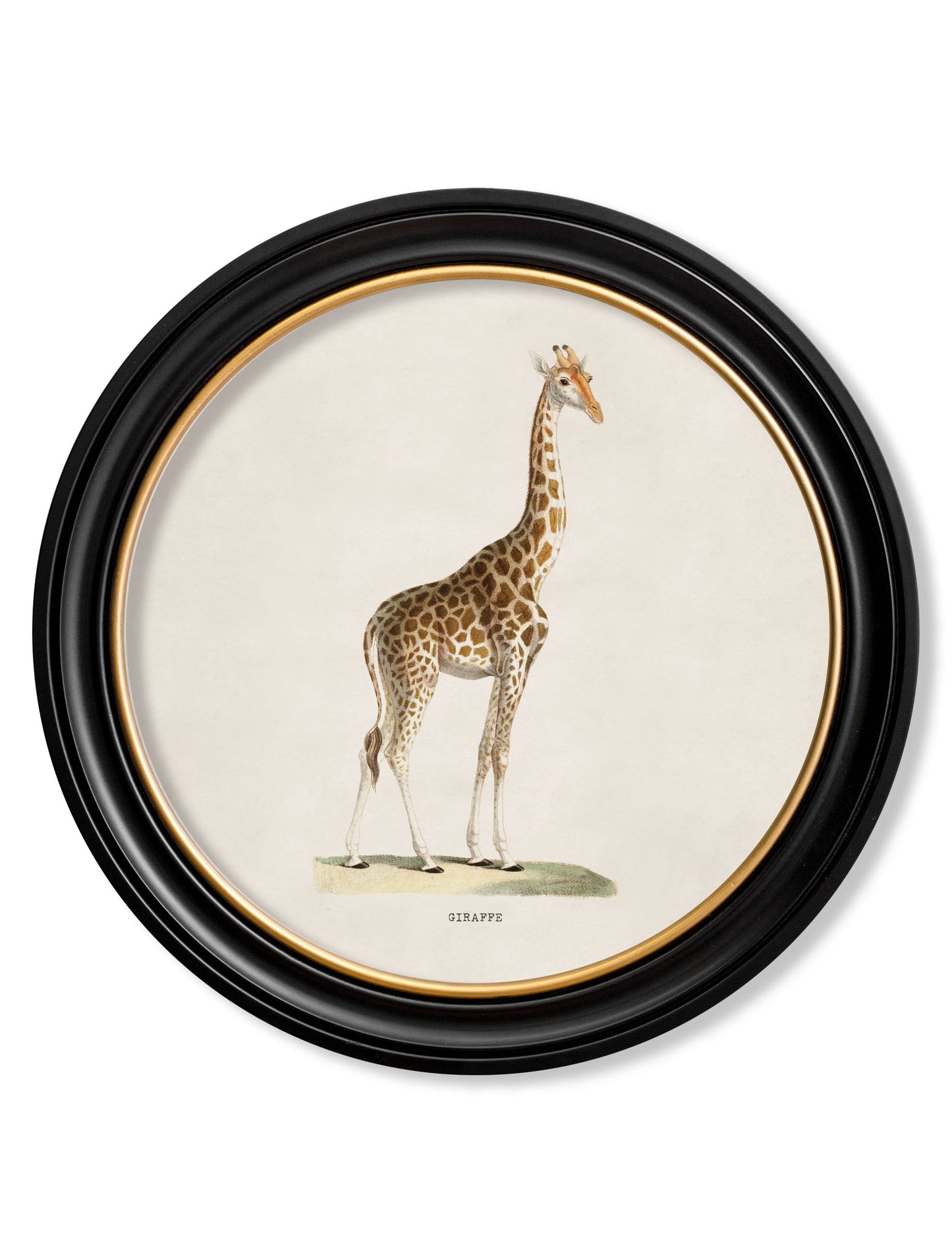 c.1836 Giraffe – Round Frame detail – Leya Buster Interiors