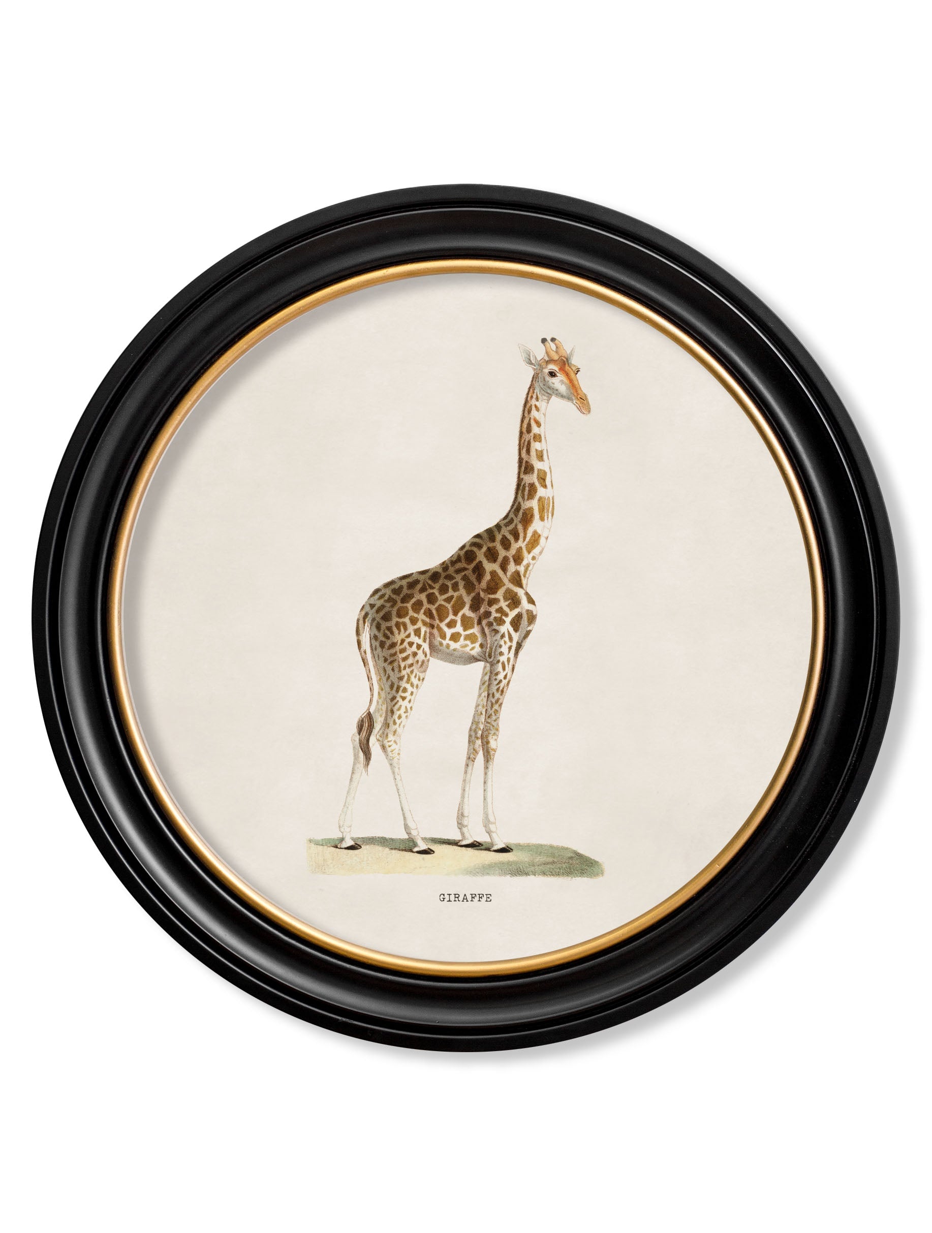 c.1836 Giraffe – Round Frame detail – Leya Buster Interiors