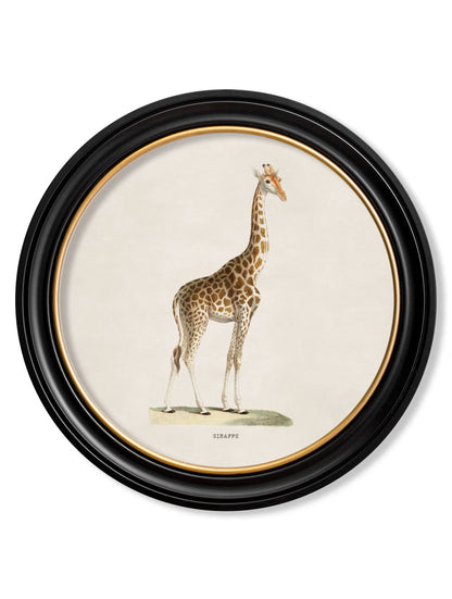 c.1836 Giraffe – Round Frame detail – Leya Buster Interiors
