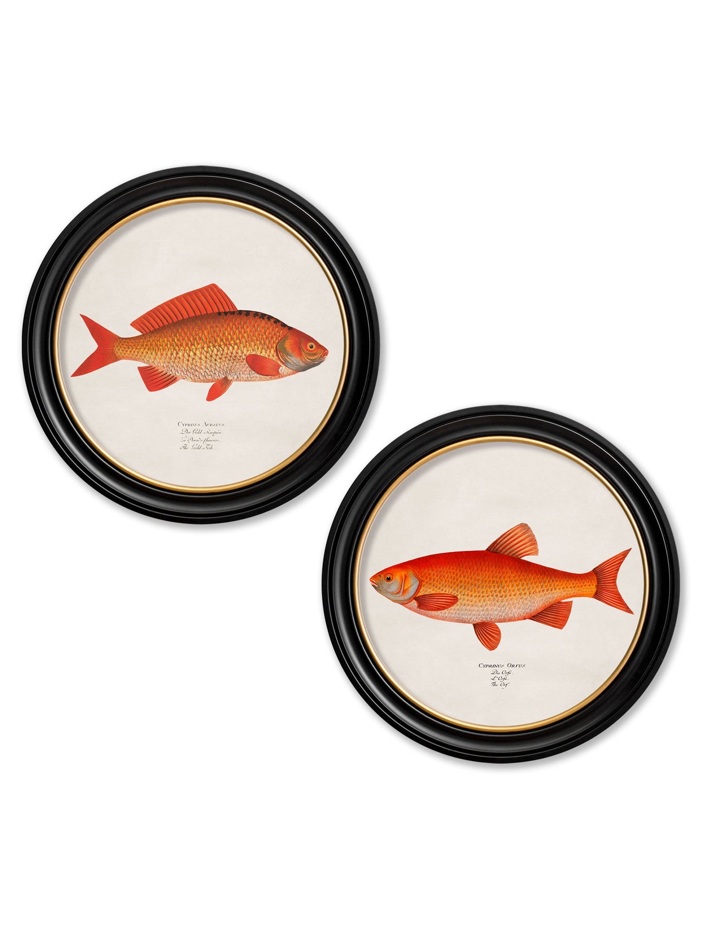 c.1785 Goldfish and Golden Orfe – Round Frame detail – Leya Buster Interiors