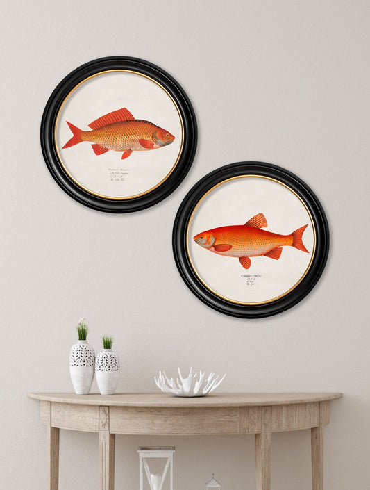 c.1785 Goldfish and Golden Orfe – Round Frame – framed wall art at Leya Buster Interiors