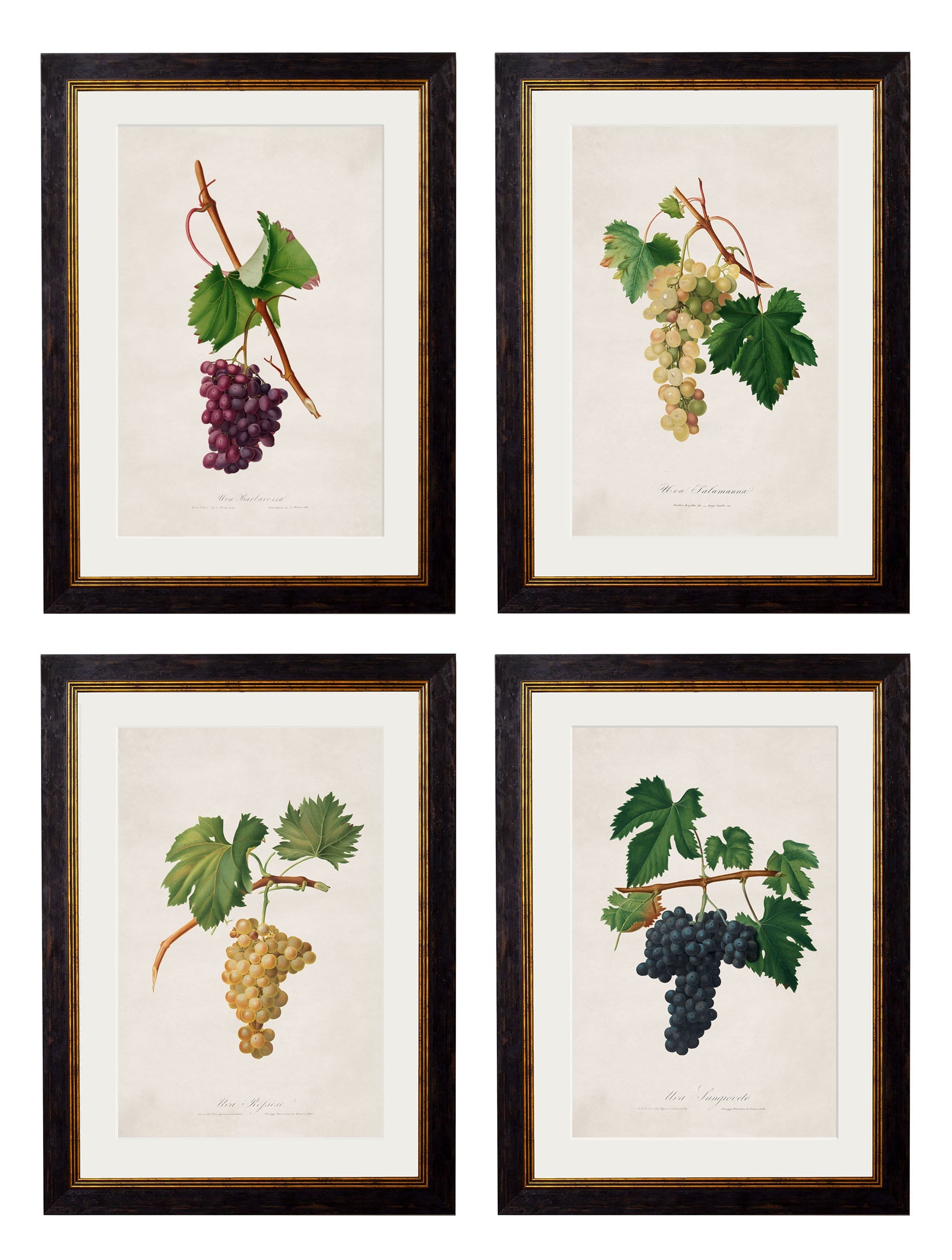 c.1817 Collection of Botanical Grapes detail – Leya Buster Interiors