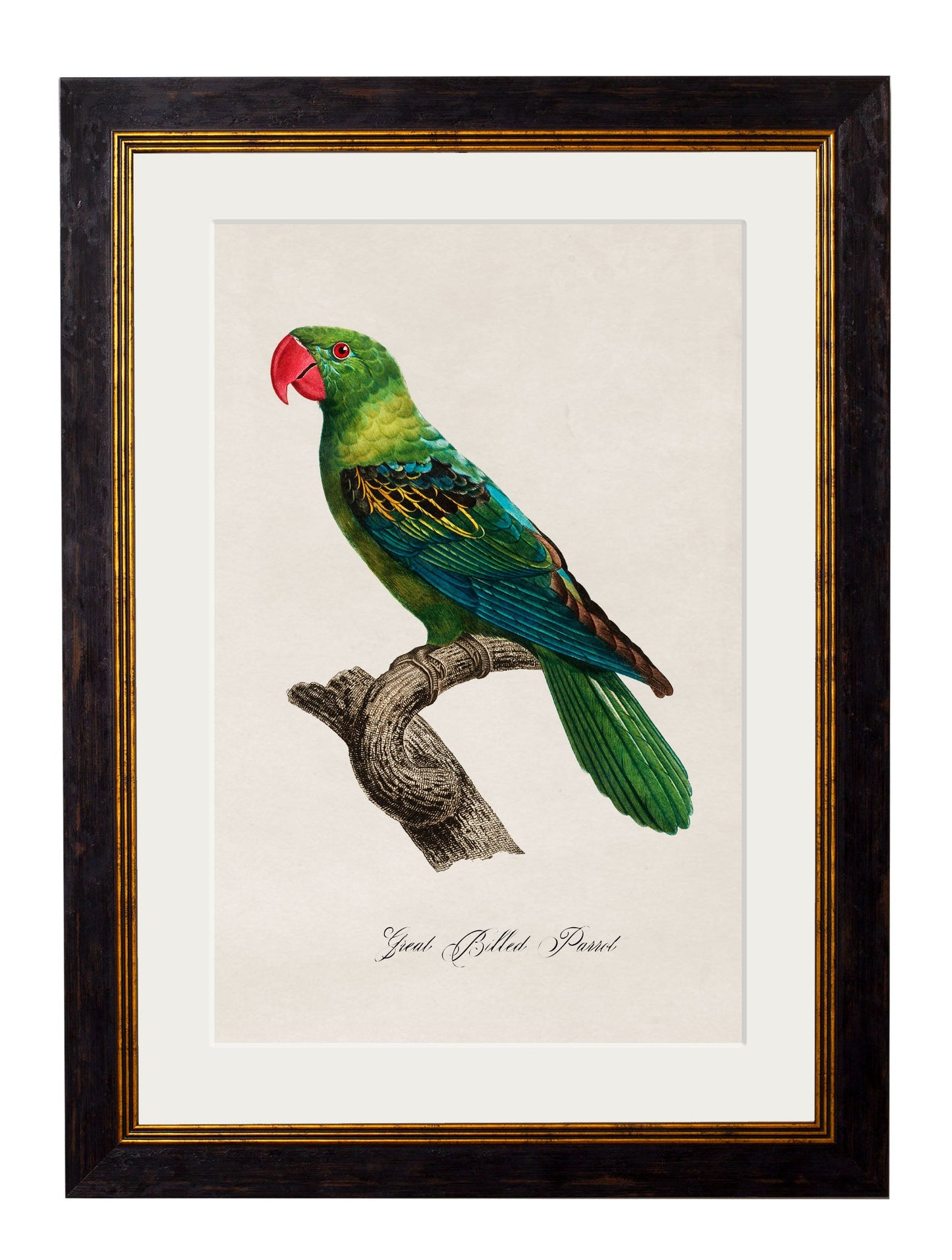 C.1800's Collection of Parrots styled view – Leya Buster Interiors