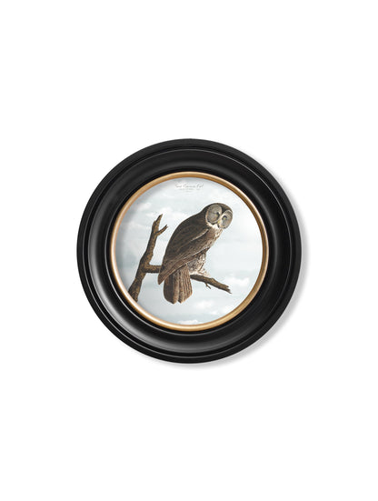 c.1838 Audubon's Owls – Round Frame styled view – Leya Buster Interiors