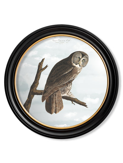 c.1838 Audubon's Owls – Round Frame styled view – Leya Buster Interiors