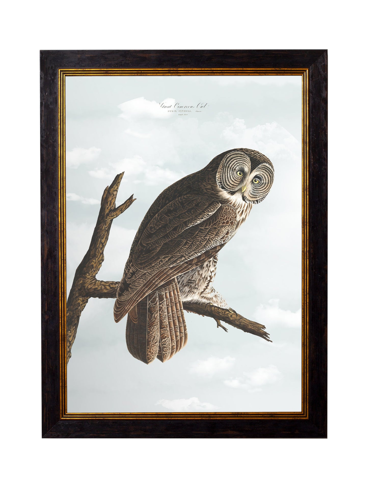 c.1838 Audubon's Owls styled view – Leya Buster Interiors
