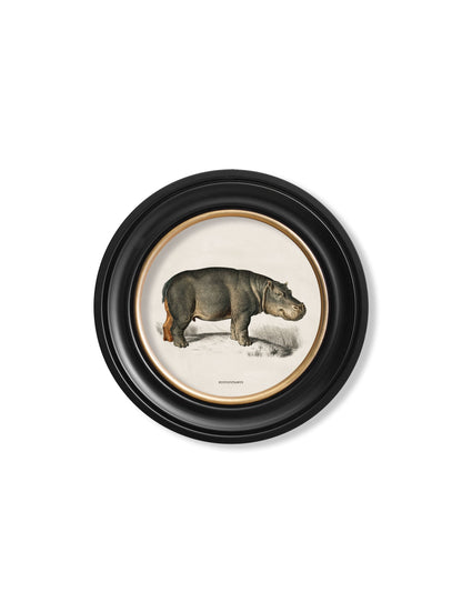 c.1846 Rhino & Hippo – Round Frames styled view – Leya Buster Interiors