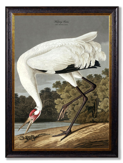 c.1838 Audubon's Hooping Crane detail – Leya Buster Interiors