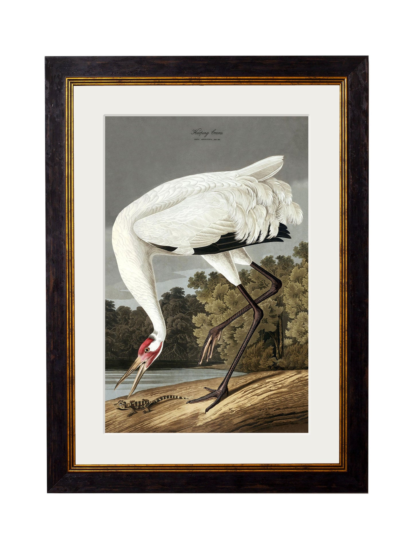 c.1838 Audubon's Hooping Crane styled view – Leya Buster Interiors