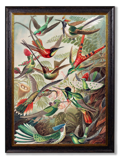 c.1904 Haeckel Hummingbirds styled view – Leya Buster Interiors
