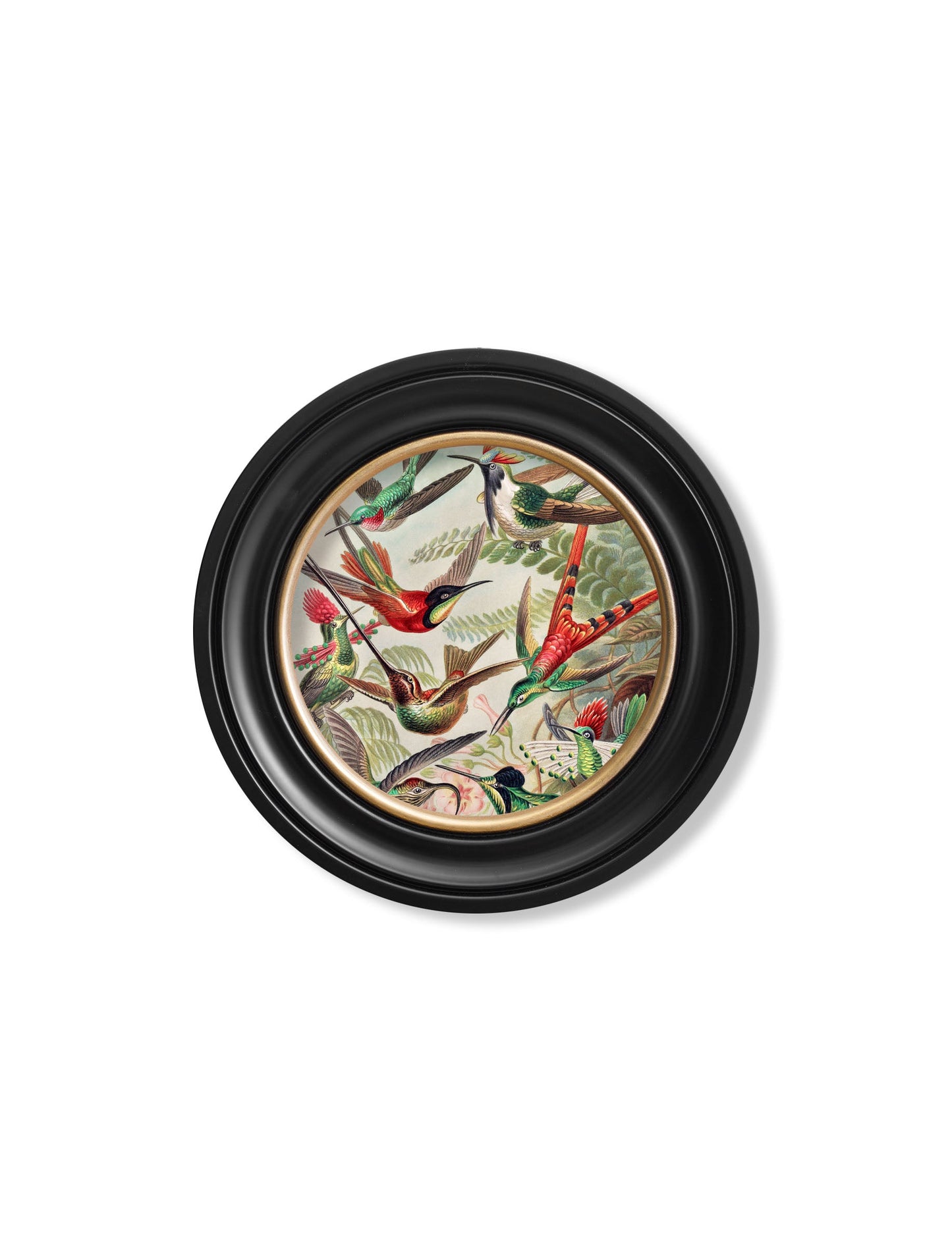 c.1904 Haeckel Flora and Fauna – Round Frames styled view – Leya Buster Interiors