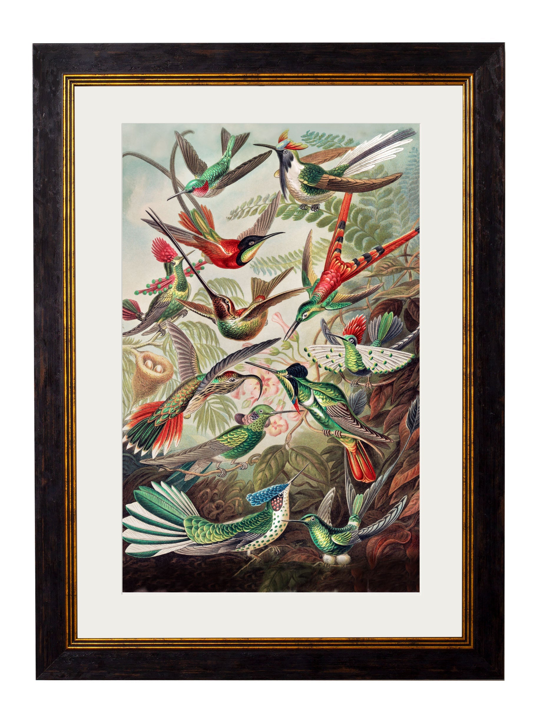c.1904 Haeckel Hummingbirds detail – Leya Buster Interiors