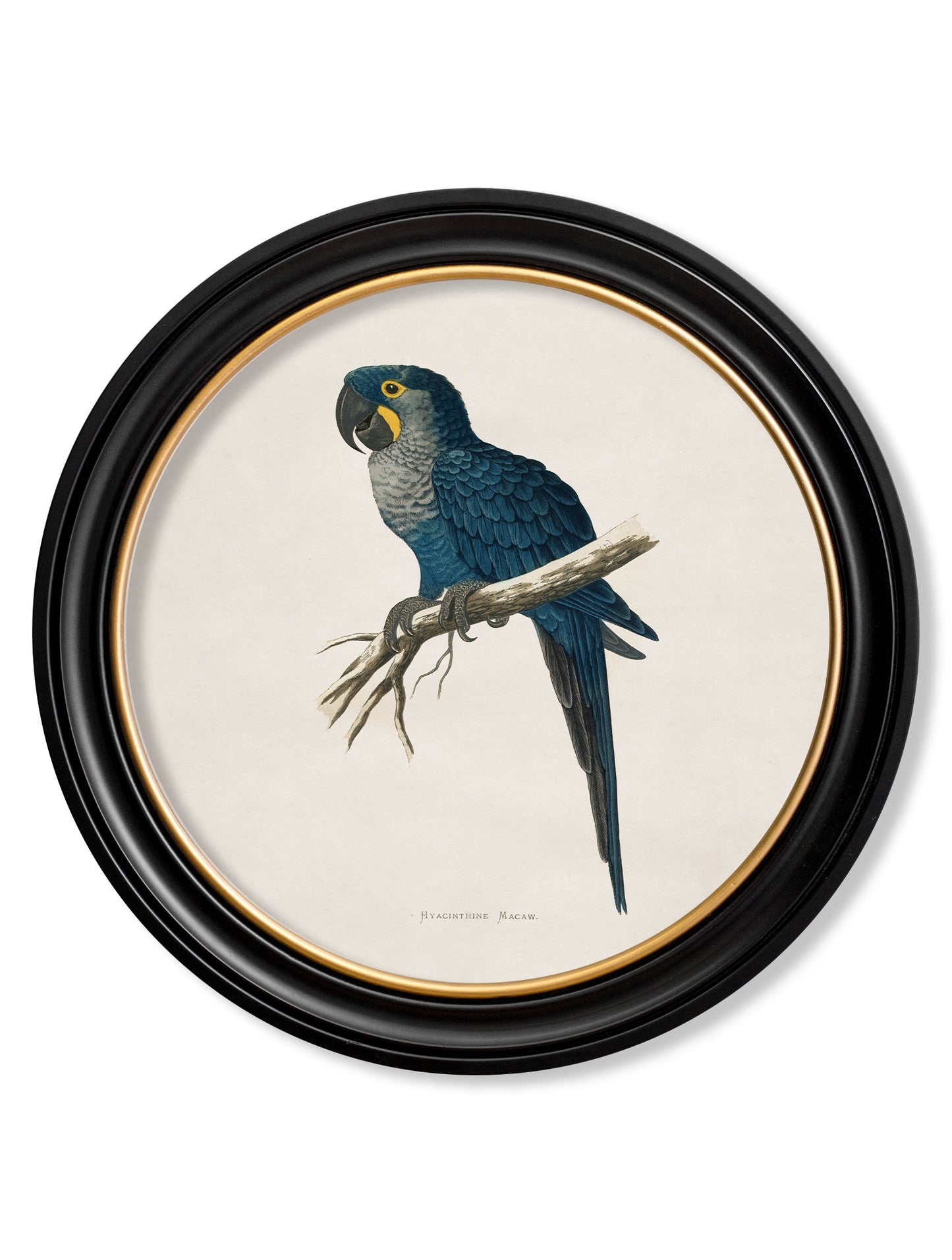 C.1884 Collection of Macaws in Round Frames styled view – Leya Buster Interiors