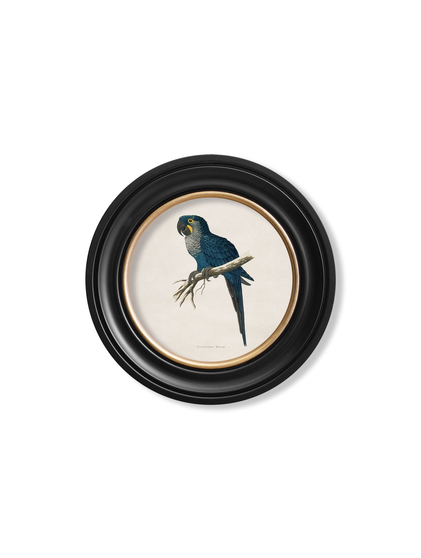C.1884 Collection of Macaws in Round Frames styled view – Leya Buster Interiors