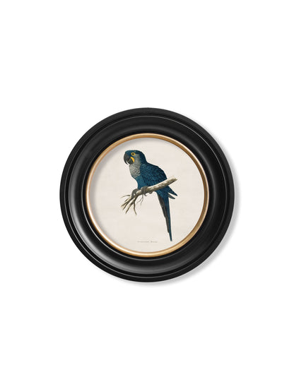 C.1884 Collection of Macaws in Round Frames styled view – Leya Buster Interiors
