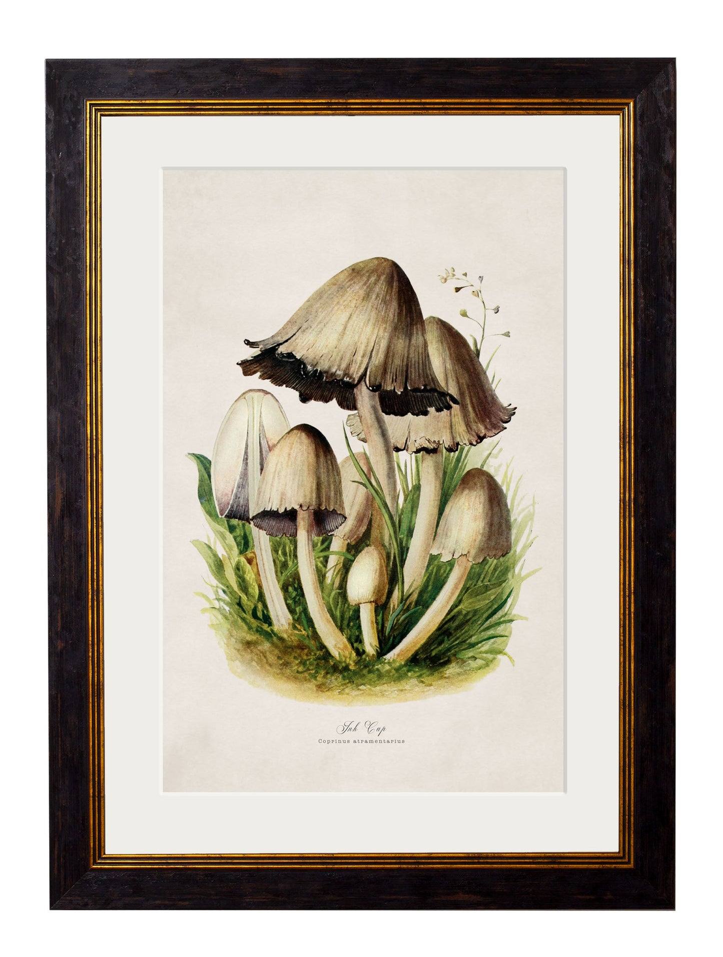 c.1913 Edible Mushrooms styled view – Leya Buster Interiors