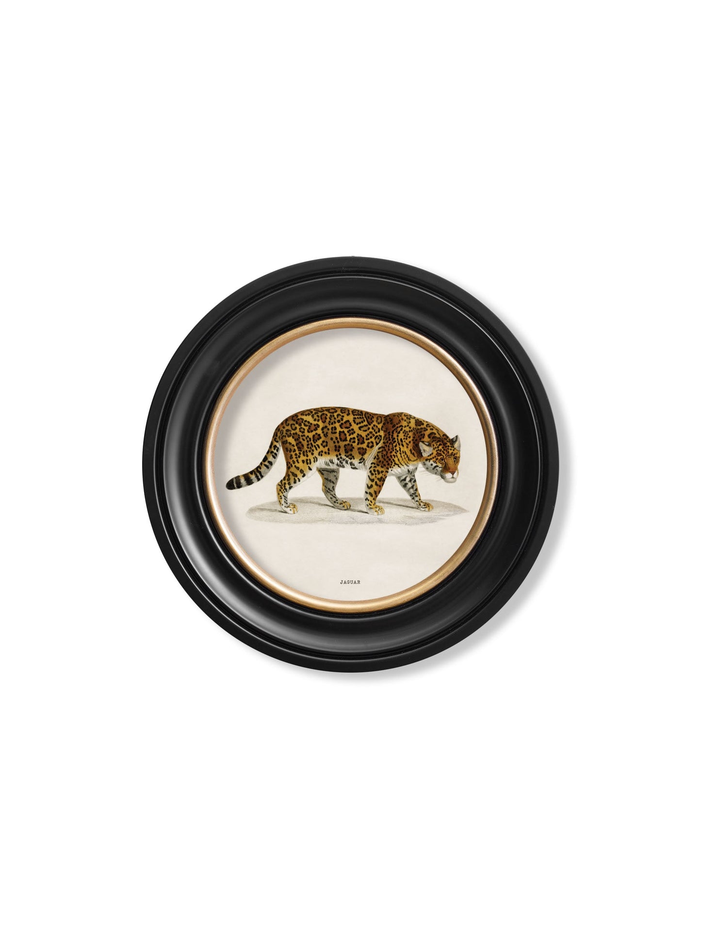 c.1836 Jaguar – Round Frame styled view – Leya Buster Interiors