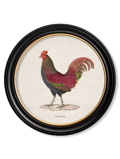 c.1838 Junglefowl in Round Frames styled view – Leya Buster Interiors
