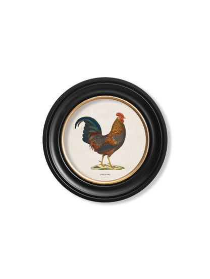 c.1838 Junglefowl in Round Frames styled view – Leya Buster Interiors